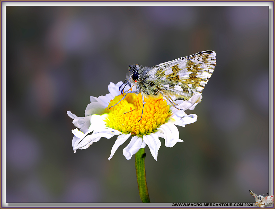 Sylvaine (Hesperiidae)